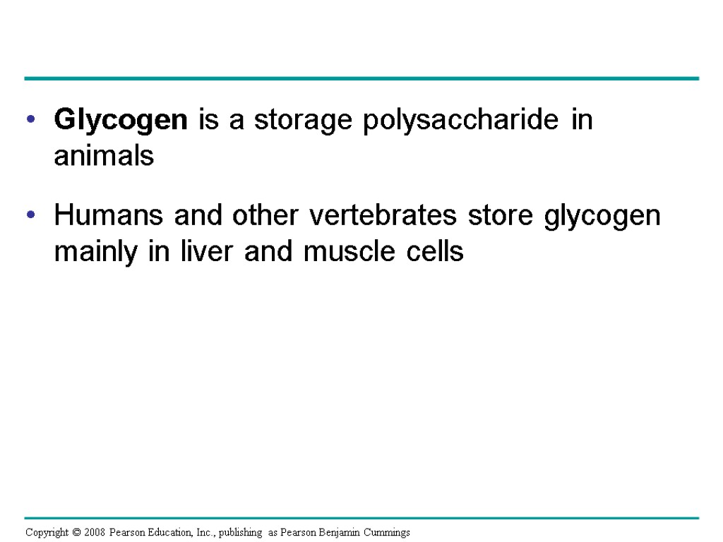 Glycogen is a storage polysaccharide in animals Humans and other vertebrates store glycogen mainly